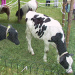 &copy; Myr&auml;kk&auml; ry