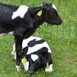 &copy; Myr&auml;kk&auml; ry