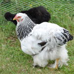 &copy; Myr&auml;kk&auml; ry