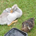 &copy; Myr&auml;kk&auml; ry