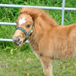 &copy; Myr&auml;kk&auml; ry