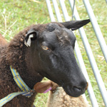 &copy; Myr&auml;kk&auml; ry