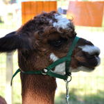 &copy; Myr�kk� ry