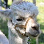 &copy; Myr�kk� ry