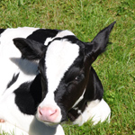 &copy; Myr�kk� ry