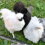 &copy; Myr�kk� ry