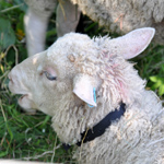 &copy; Myr�kk� ry