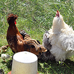 &copy; Myr�kk� ry