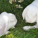 &copy; Myr�kk� ry