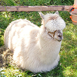 &copy; Myr�kk� ry