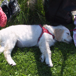 &copy; Myr&auml;kk&auml; ry