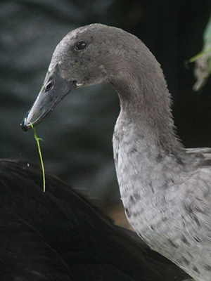 Myr&auml;kk&auml; ry - www.myrakka.com